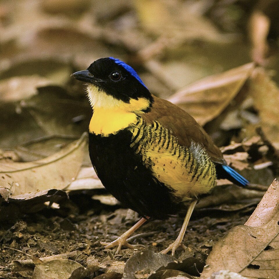 Gurney's Pitta