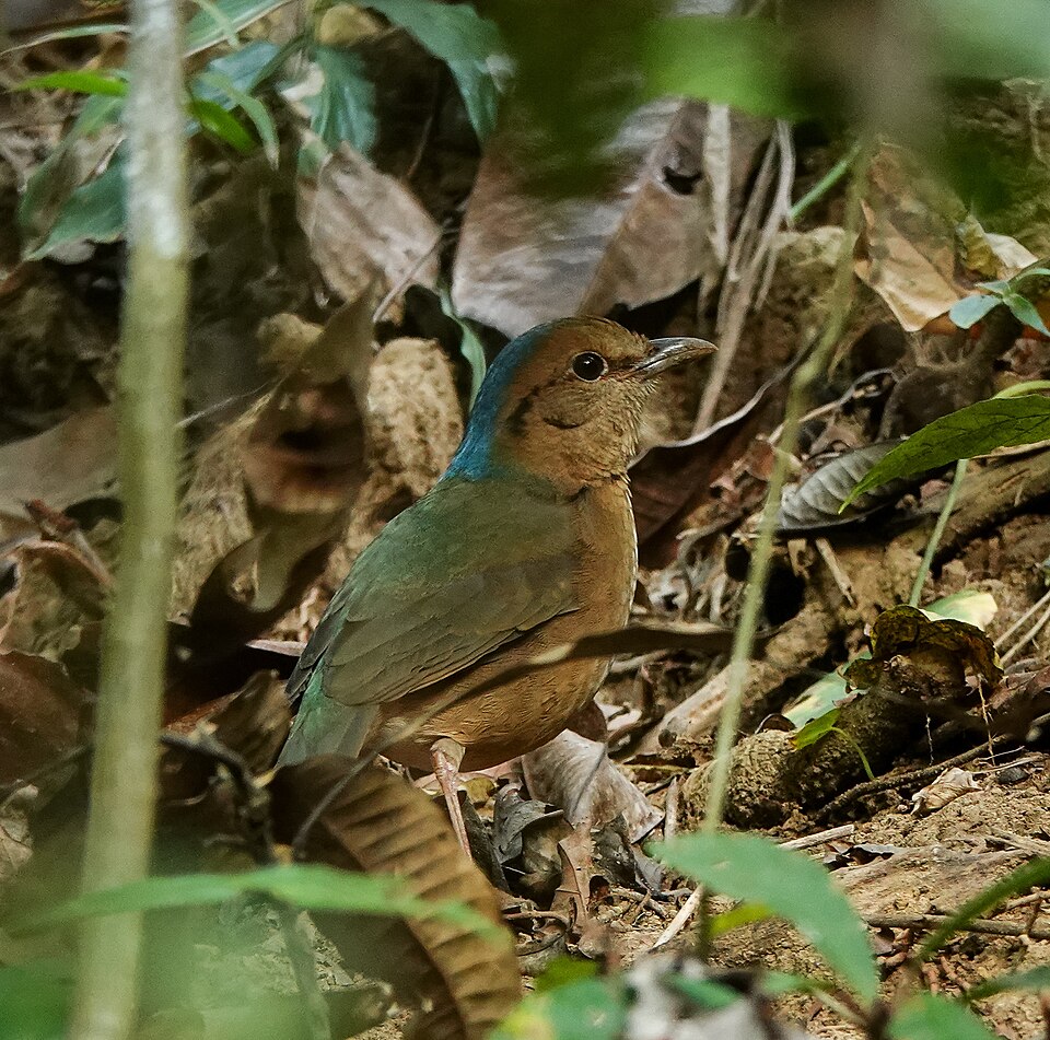 Blue-naped Pitta