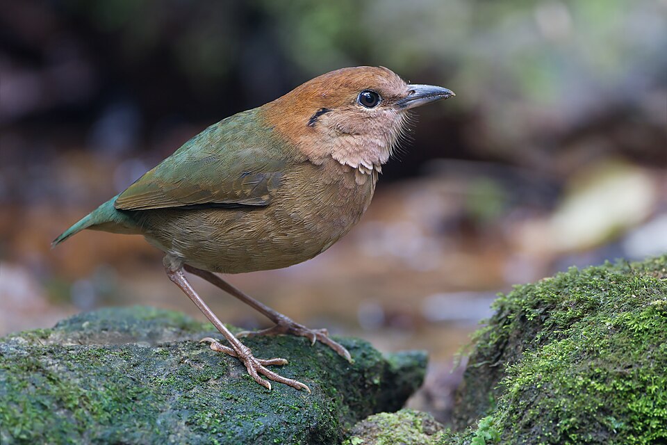 Rusty-naped Pitta