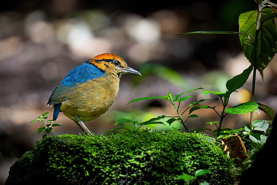 Schneider's Pitta