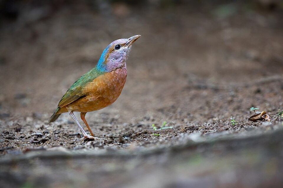 Blue-rumped Pitta