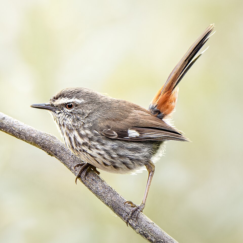 Shy Heathwren