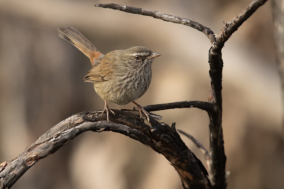 Chestnut-rumped Heathwren
