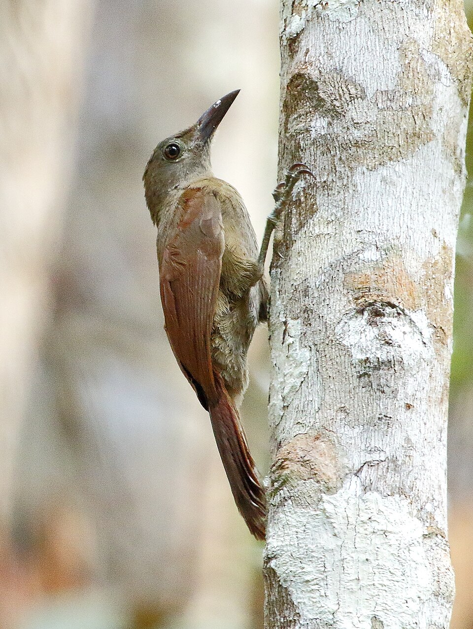 Brigida's Woodcreeper