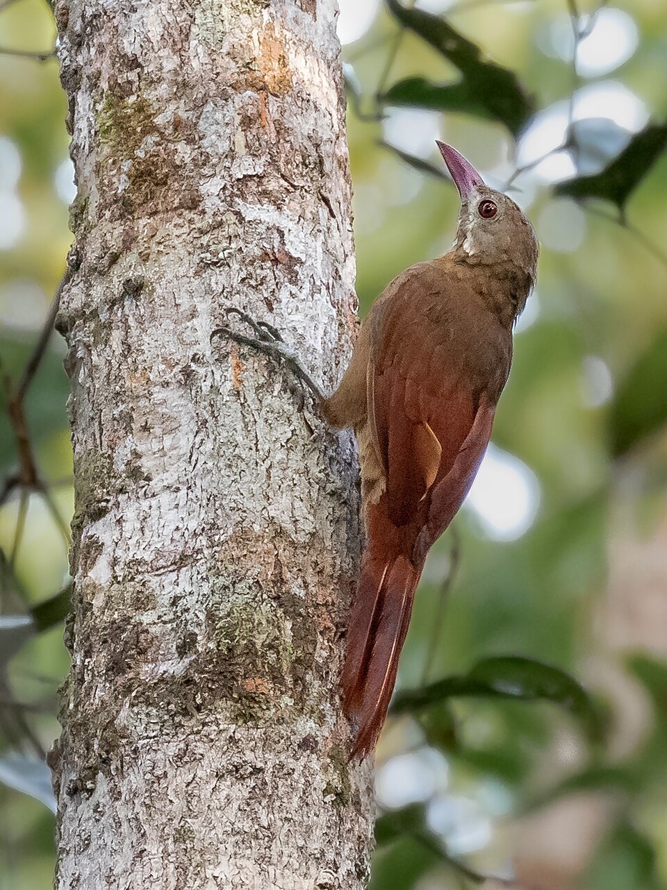 Red-billed Woodcreeper