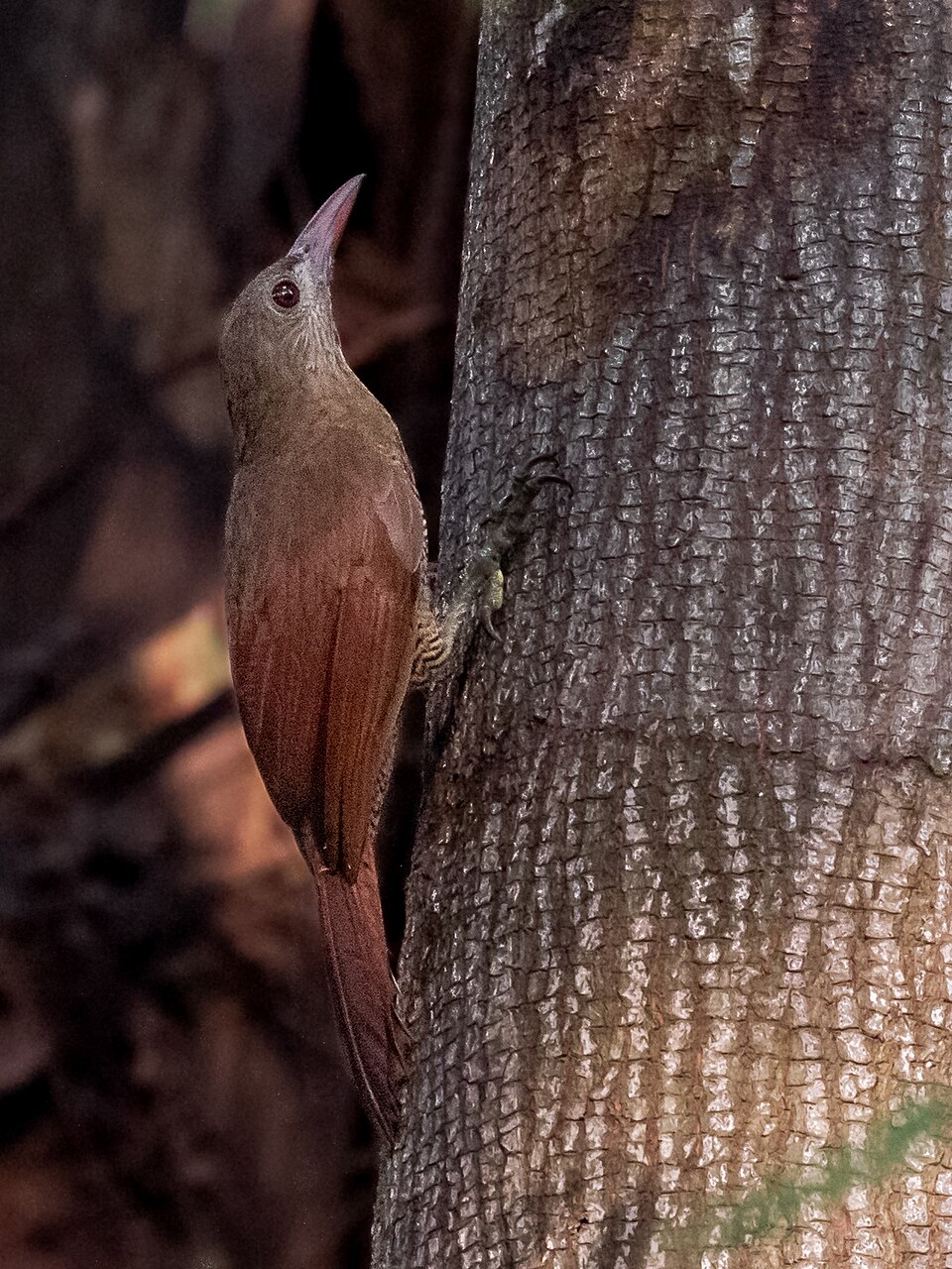 Bar-bellied Woodcreeper