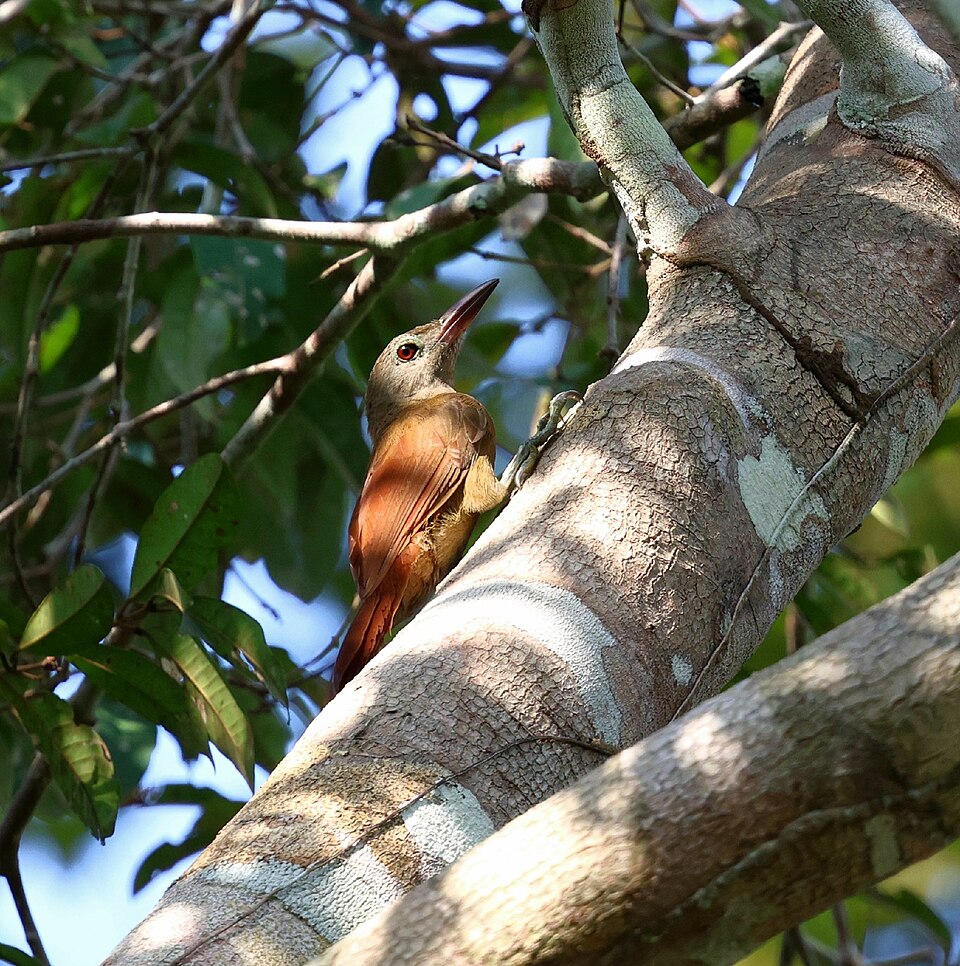 Uniform Woodcreeper