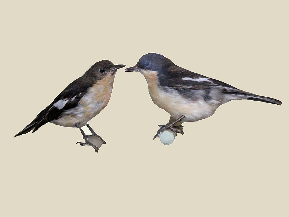 Southern Hyliota