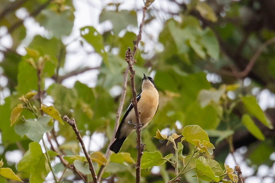 Yellow-bellied Hyliota