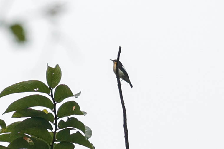 Usambara Hyliota