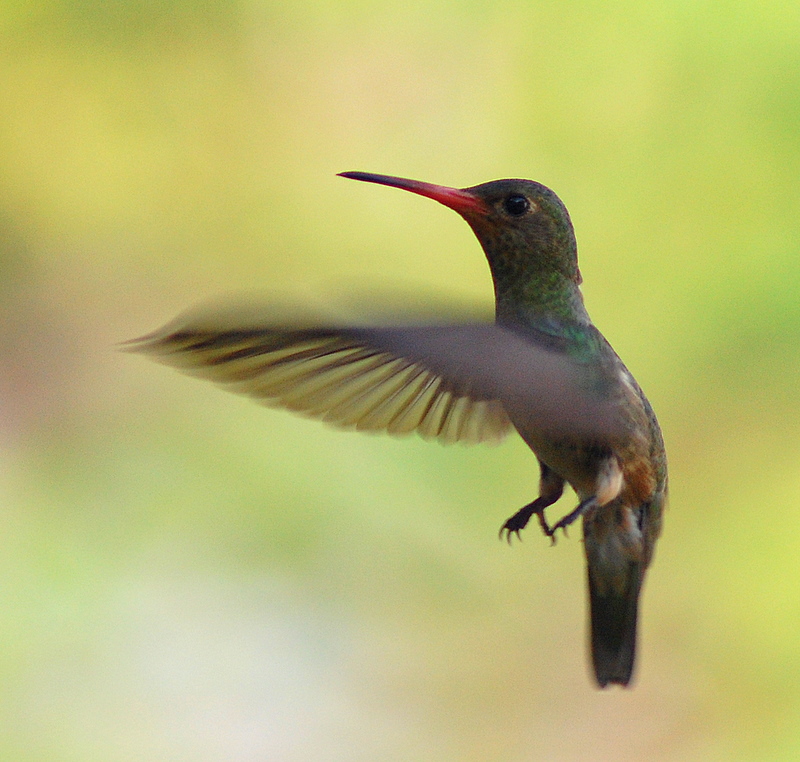Rufous-throated Sapphire