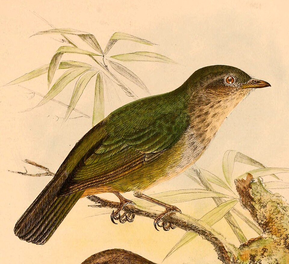 Hylocitrea