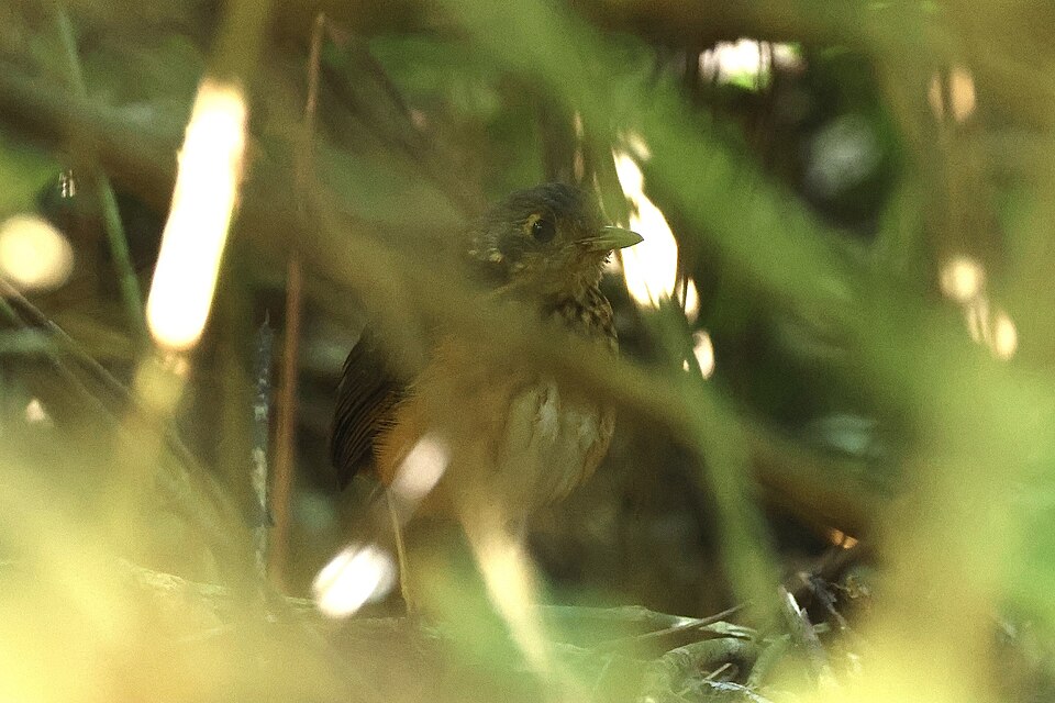 Thicket Antpitta