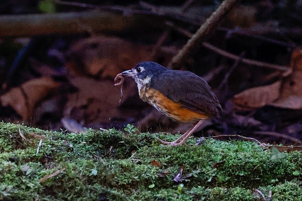 White-lored Antpitta