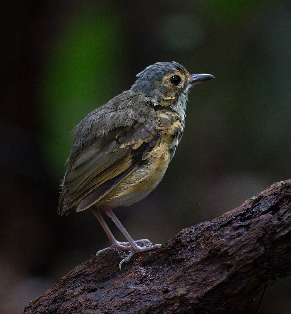 Spotted Antpitta