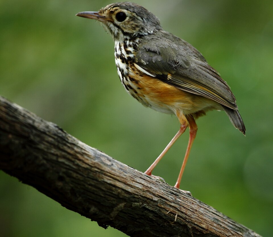 White-browed Antpitta