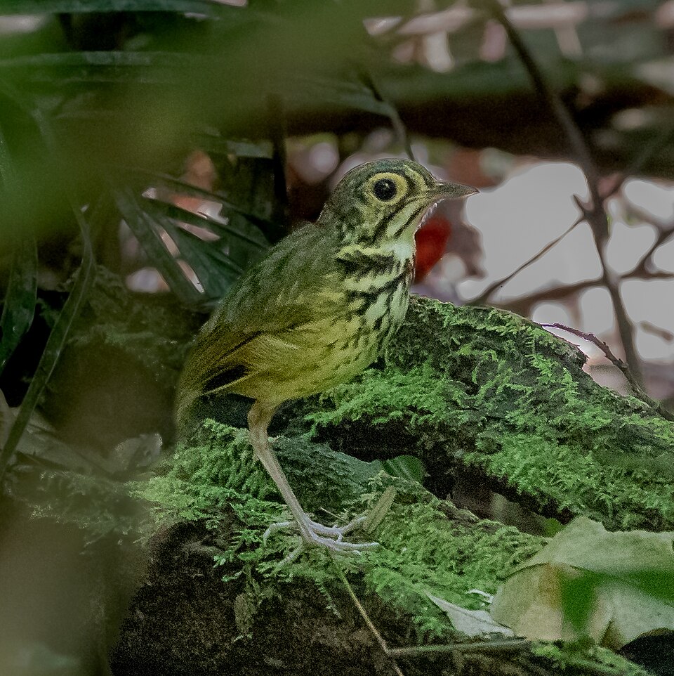 Snethlage's Antpitta