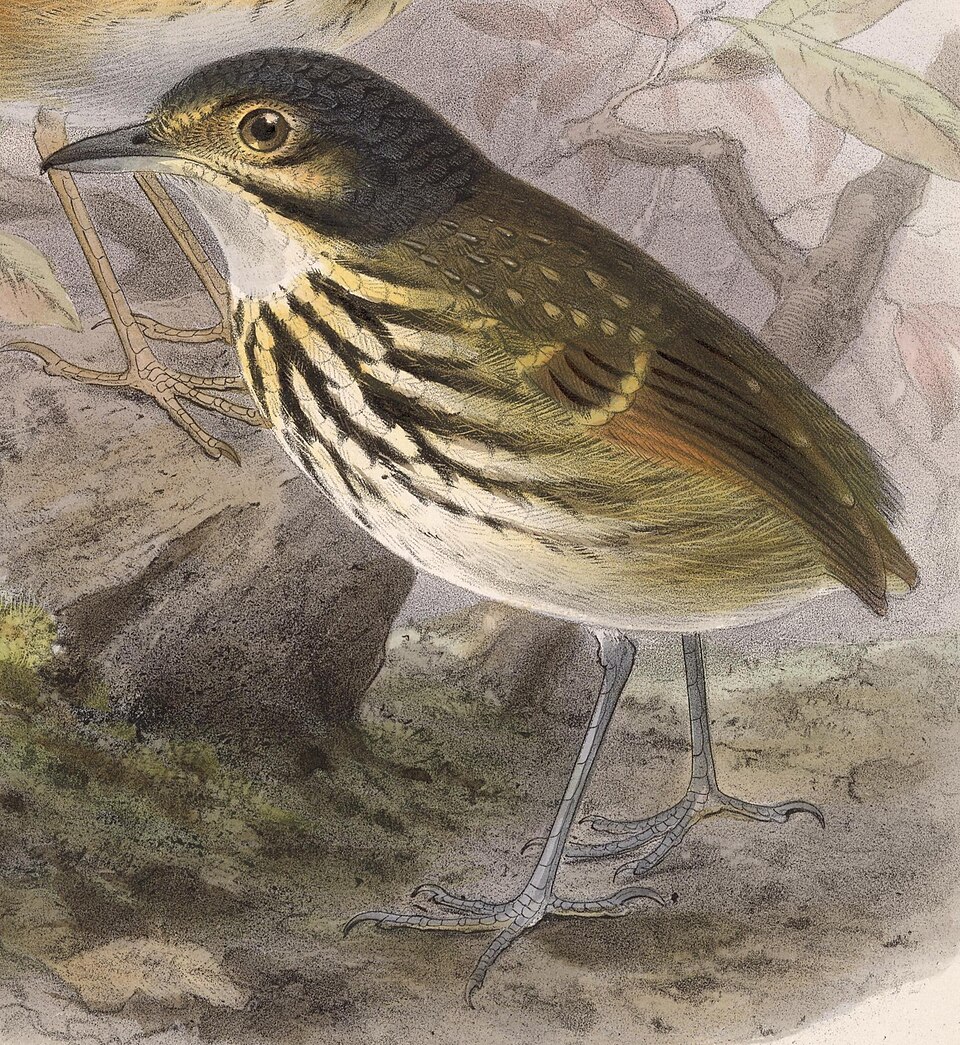 Streak-chested Antpitta
