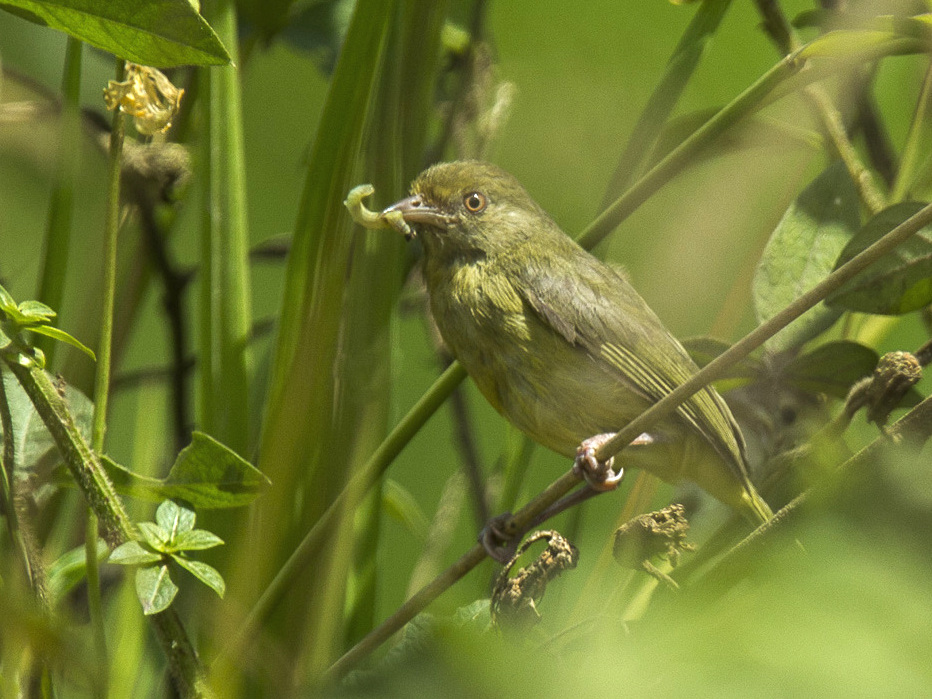 Olivaceous Greenlet
