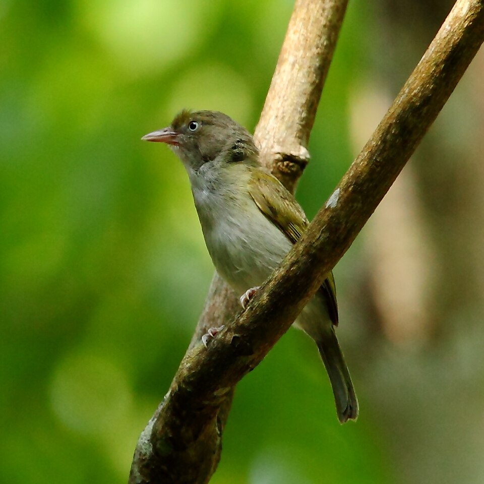 Grey-chested Greenlet