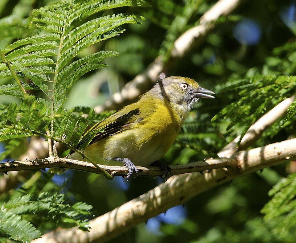 Lemon-chested Greenlet