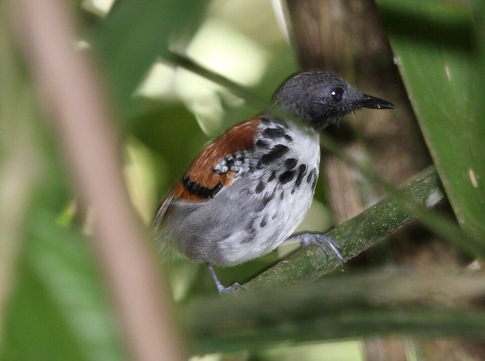 Spotted Antbird
