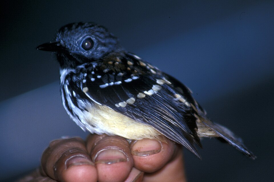 Spot-backed Antbird