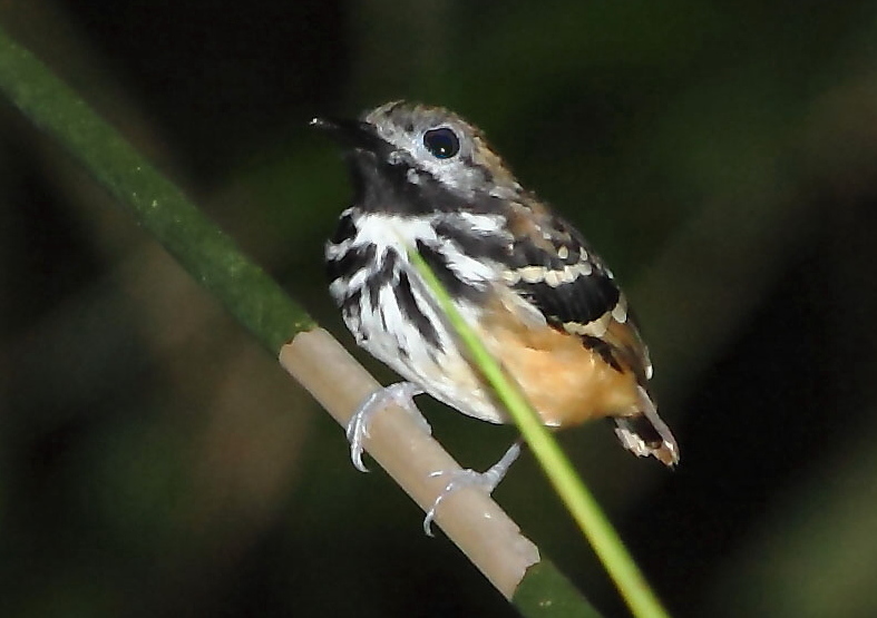 Dot-backed Antbird