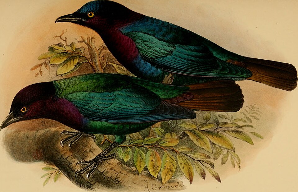 Copper-tailed Starling
