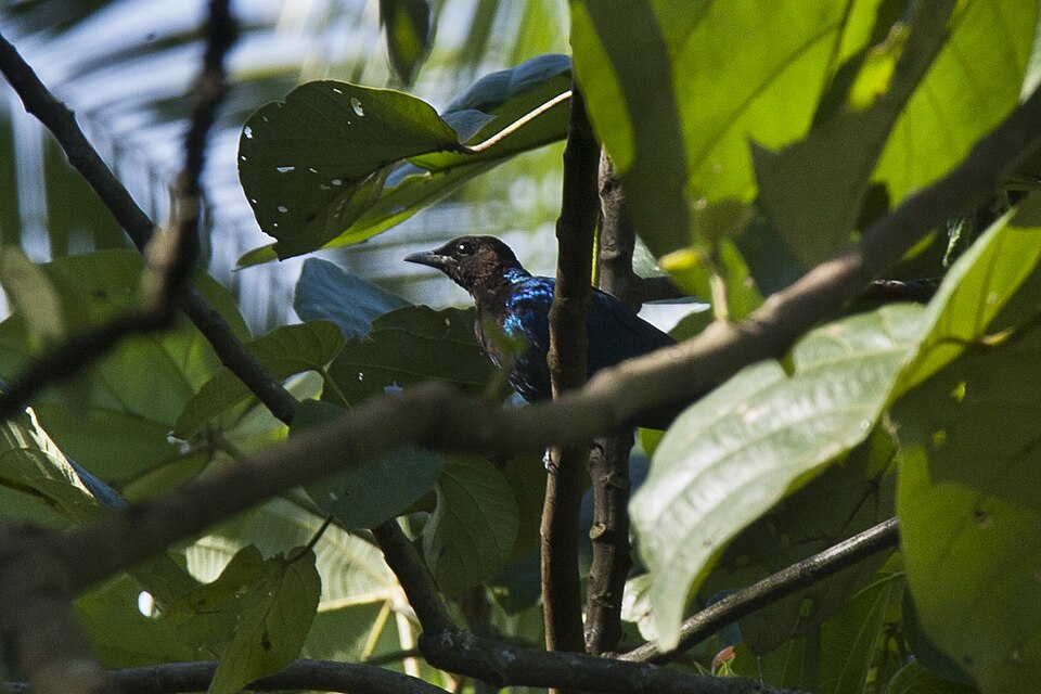 Purple-headed Starling