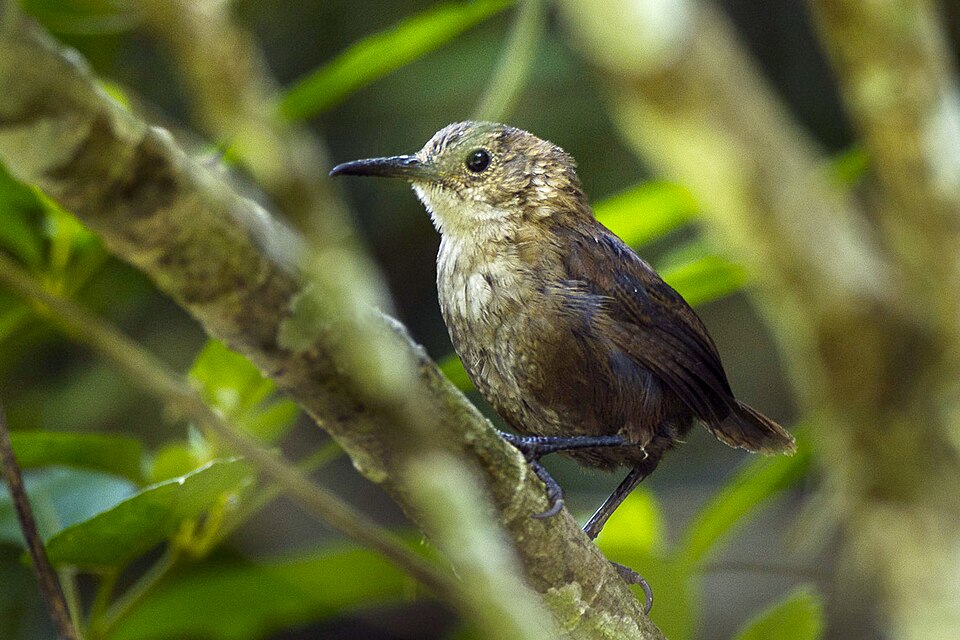 Nava's Wren