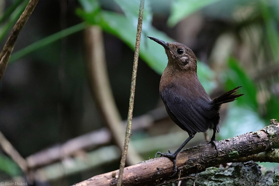 Sumichrast's Wren