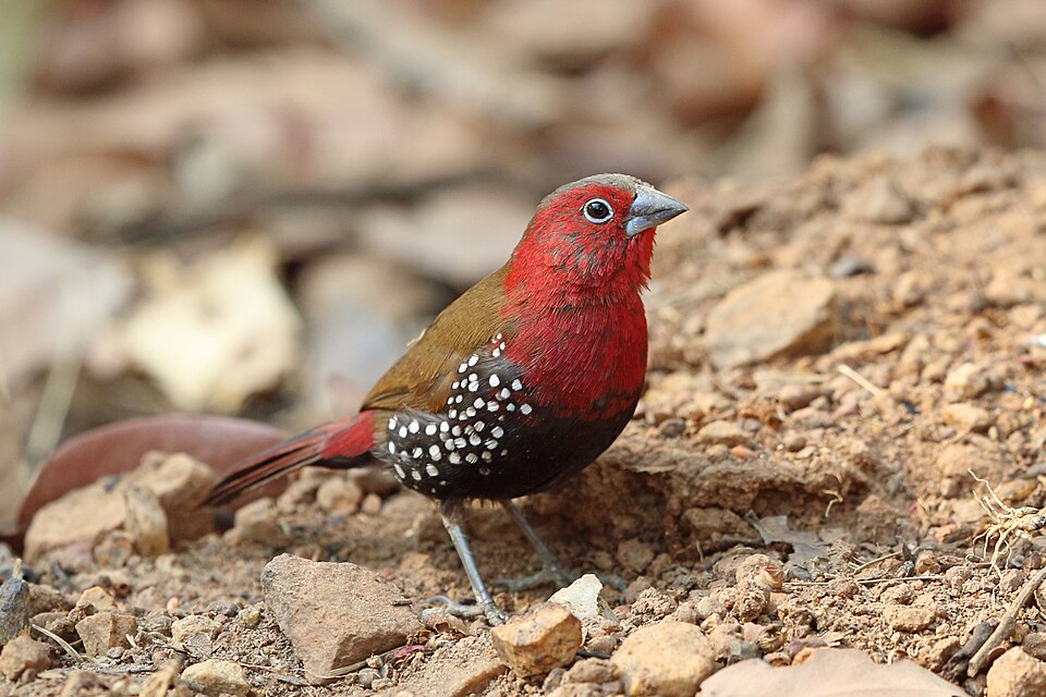 Red-throated Twinspot