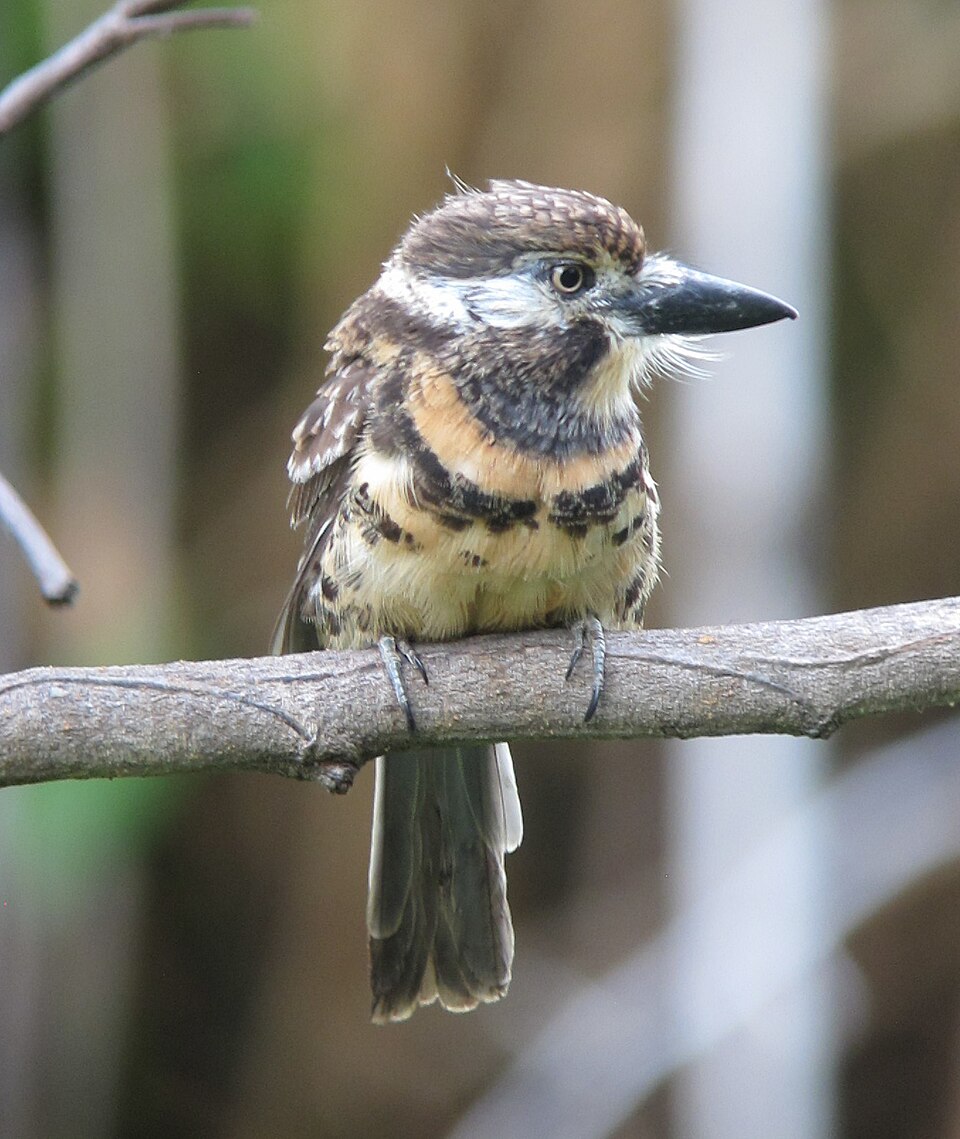 Two-banded Puffbird