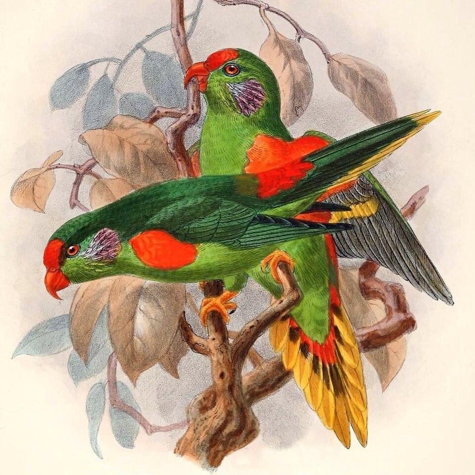 Red-fronted Lorikeet