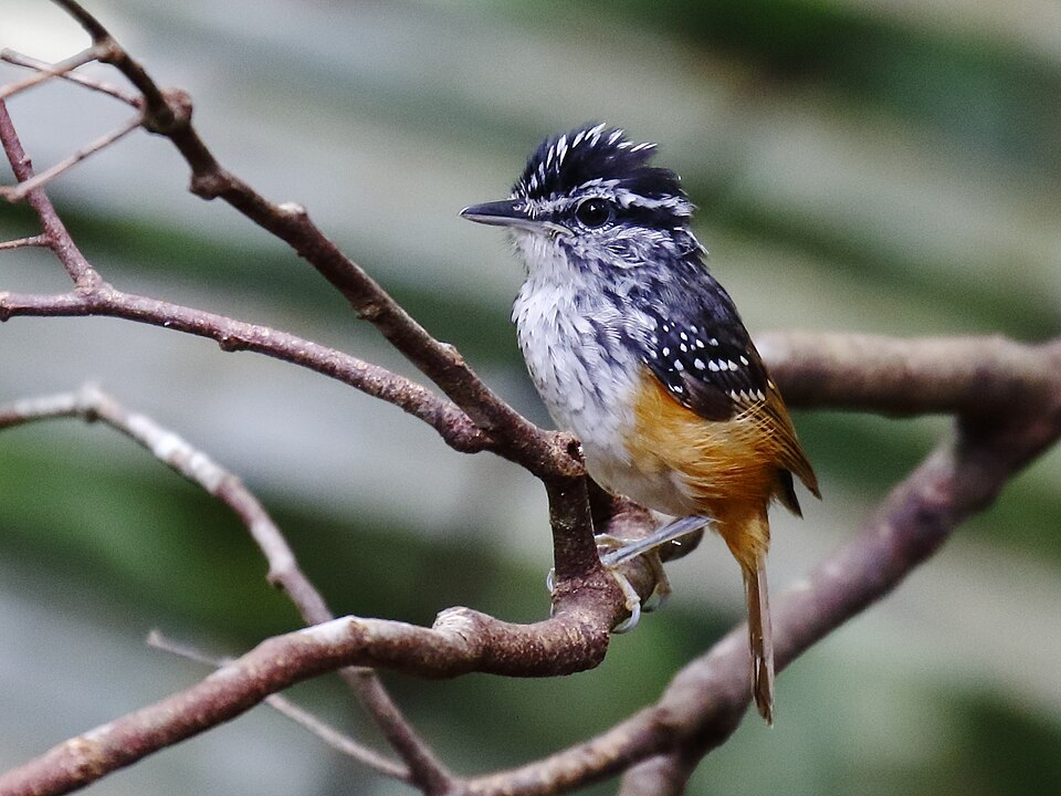 Guianan Warbling Antbird