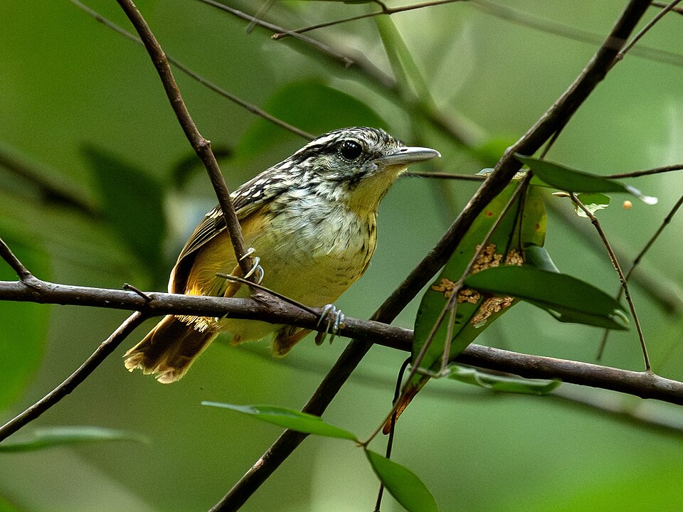 Imeri Warbling Antbird