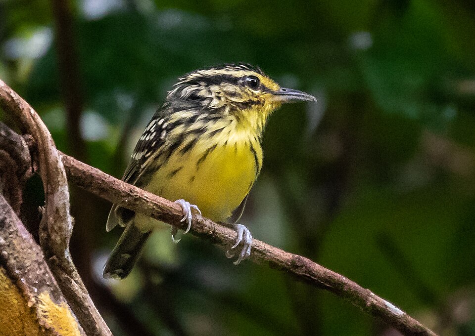 Yellow-browed Antbird