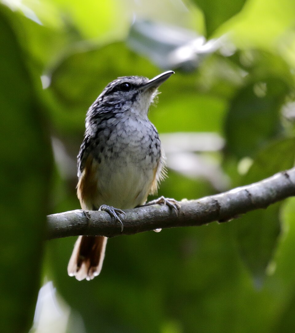 Peruvian Warbling Antbird
