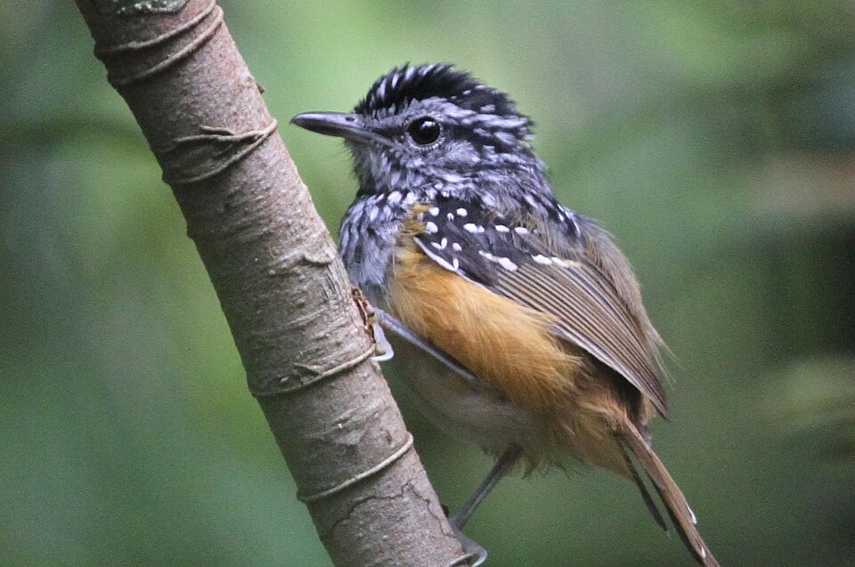 Manicore Warbling Antbird