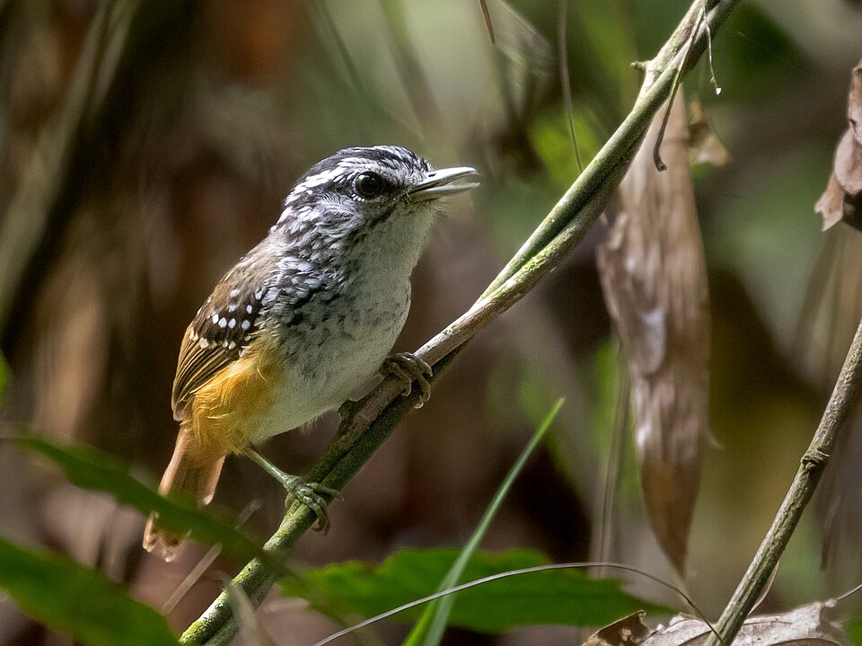 Spix's Warbling Antbird