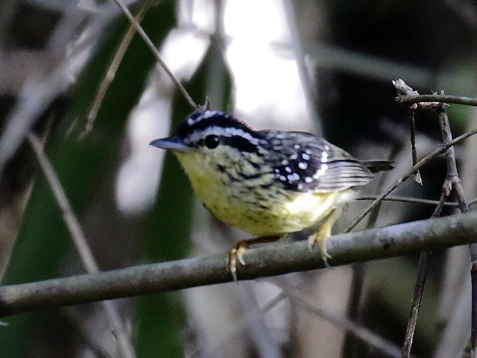 Yellow-breasted Warbling Antbird