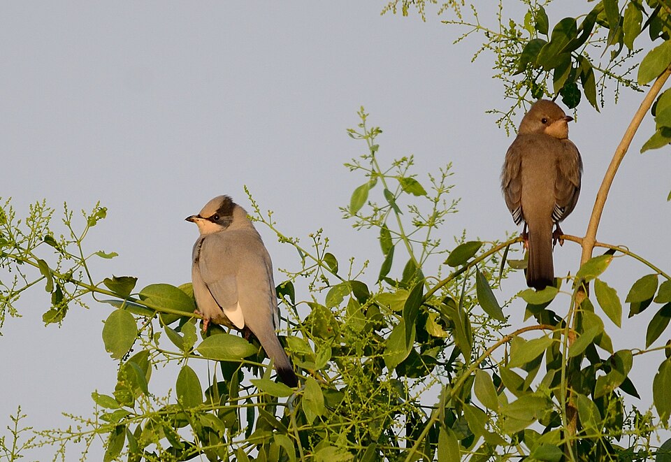 Grey Hypocolius