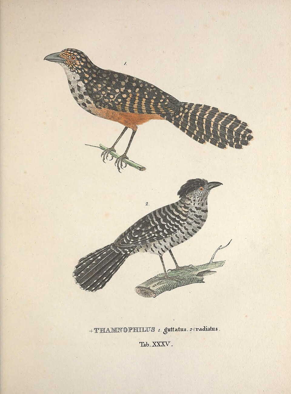 Spot-backed Antshrike