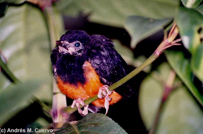Red-bellied Grackle