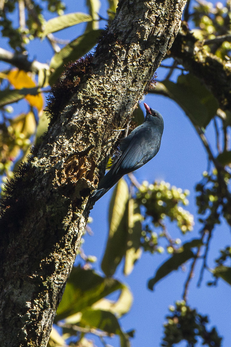 Nuthatch Vanga