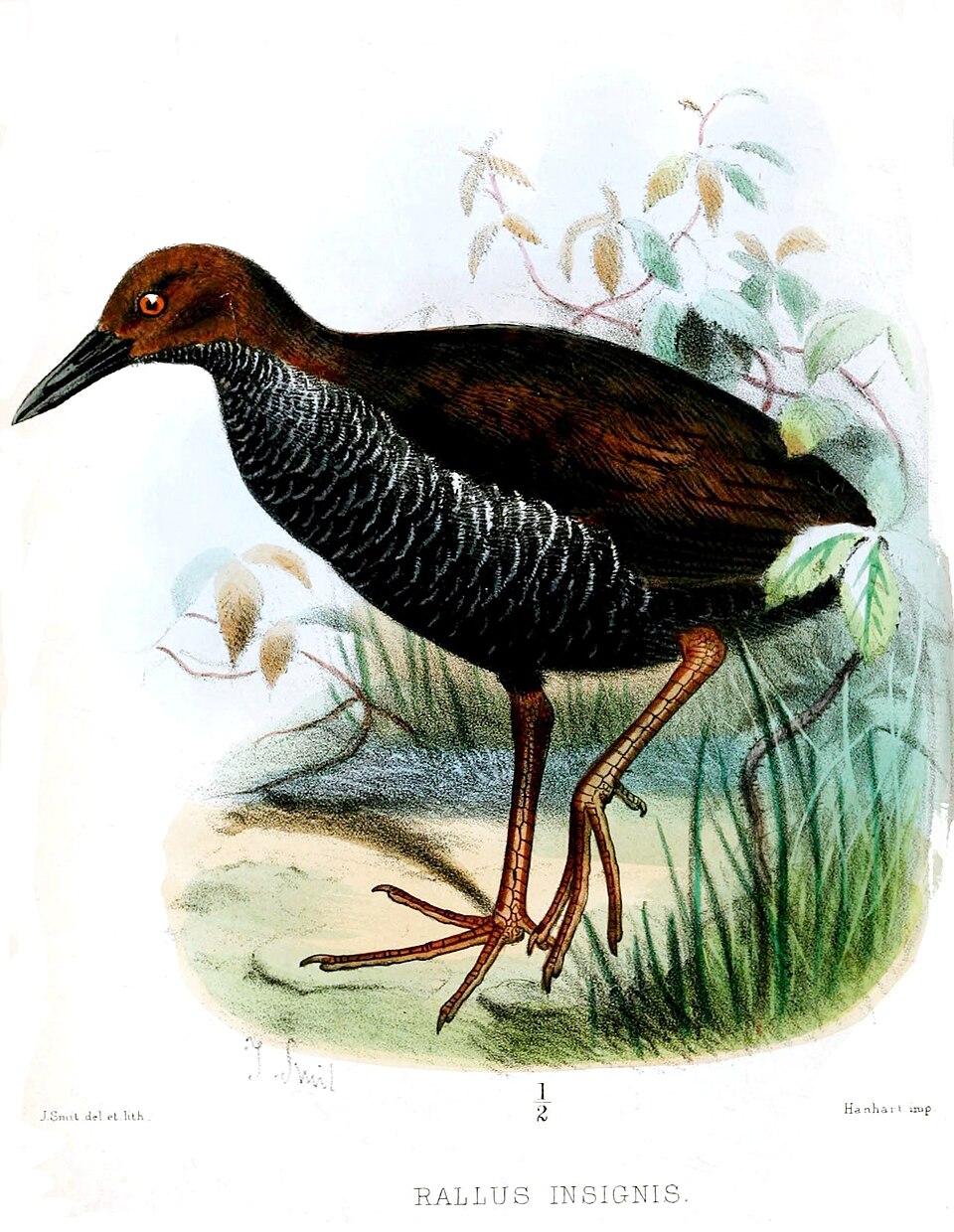 Pink-legged Rail