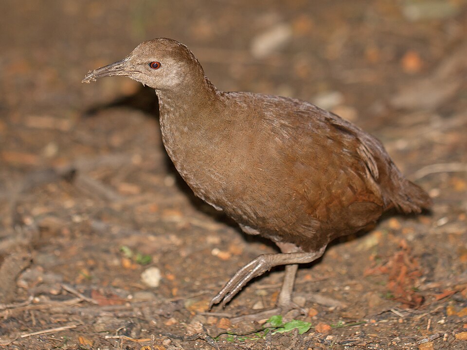 Lord Howe Woodhen