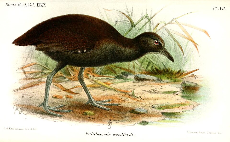 Woodford's Rail