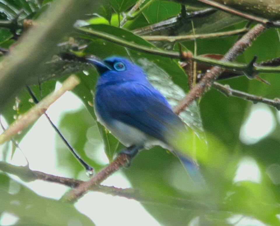 Short-crested Monarch